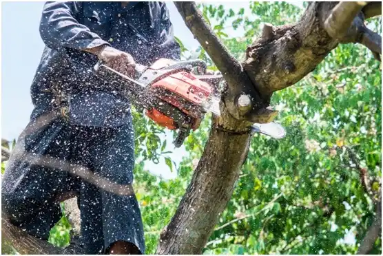 tree services Bonham